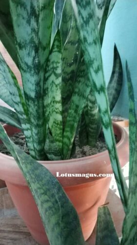 Snake plant pot