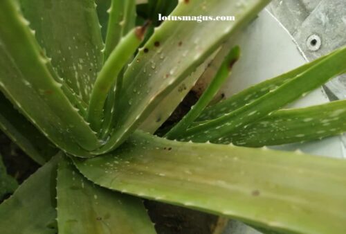 Aloe vera flower