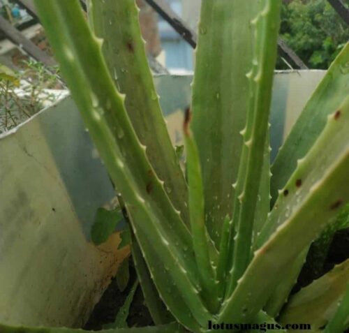 Aloe vera Purple