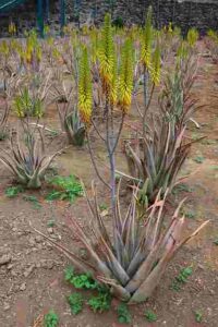 How often do aloe vera plants bloom