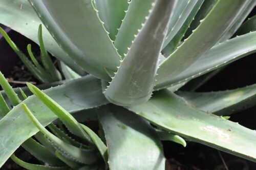 Aloe Vera Turning Purple