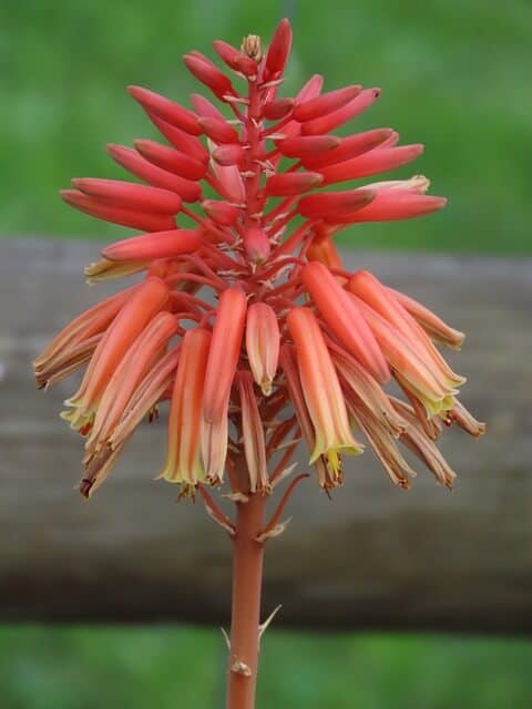 Why is my aloe vera plant flowering