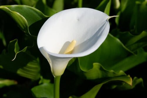 When Do Calla Lilies Bloom?