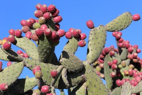 What is cactus and aloe vera good for