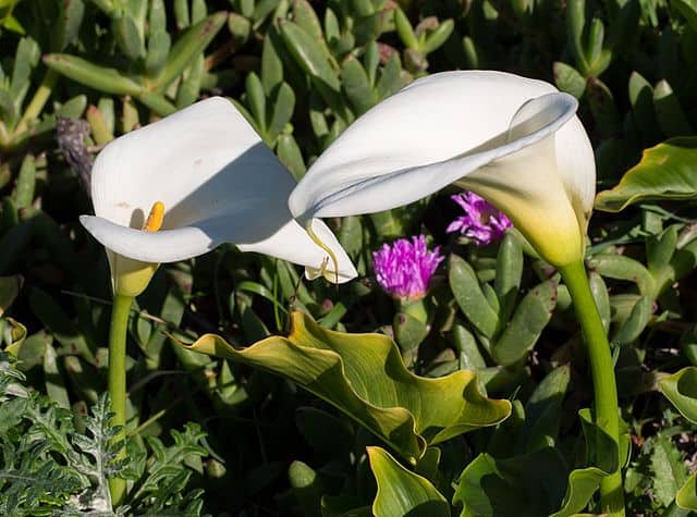 How Long Do Calla Lilies Last