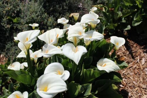 Calla lily