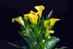 Calla lily Flower Meaning