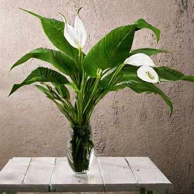 Peace Lily 1