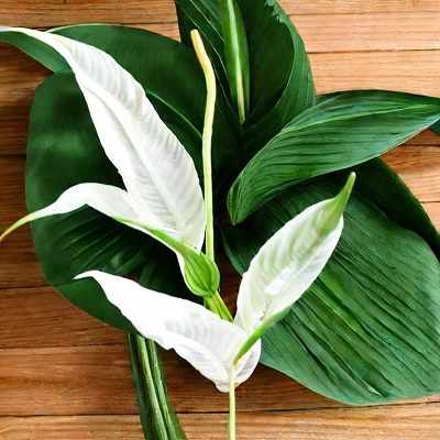 Peace Lily 4