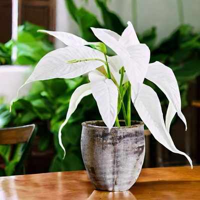 Peace Lily 2