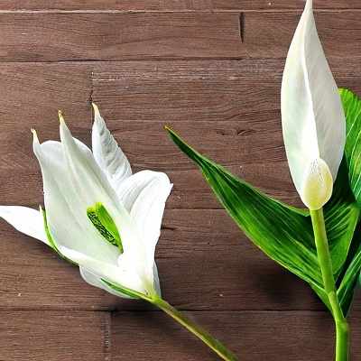 Peace lily uses