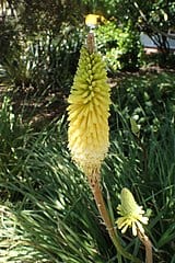 Kniphofia 'Percy's Pride'