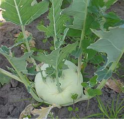 Kohlrabi (Brassica Oleracea)