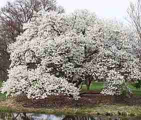 Kobus Magnolia (Magnolia Kobus)