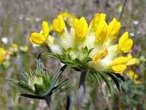 Kidney vetch (Anthyllis Vulneraria)