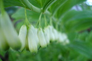 King Solomon’s Seal (Polygonatum)