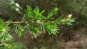 Kunzea (Kunzea Ambigua)