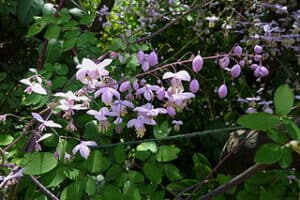 Kyushu Meadow Rue