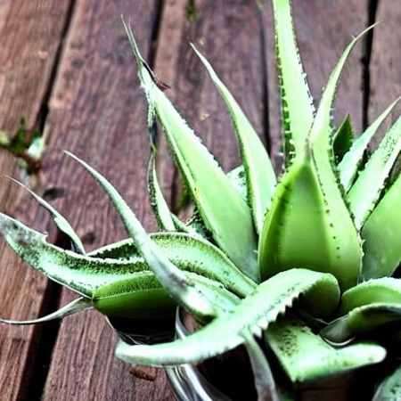 How do you revive a dying aloe plant