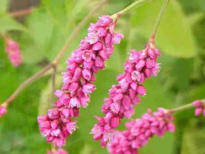 Kiss me over the garden gate (Polygonum Orientale)