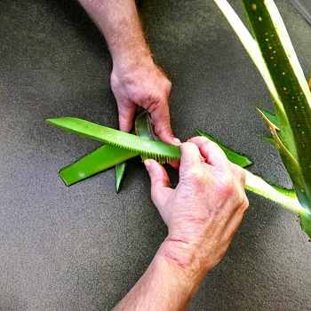 Trimming aloe vera leaves