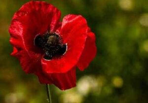 Red Poppy