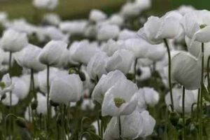 White Poppy