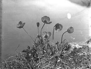 black poppy flower