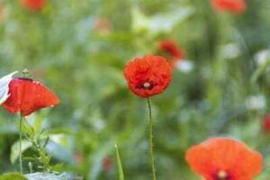 Poppy flower Color