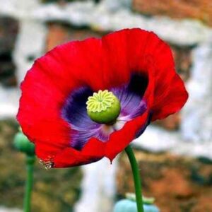 Opium Poppy