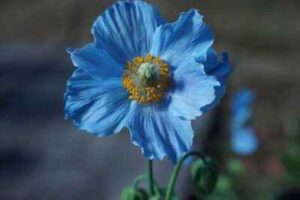 Blue poppies