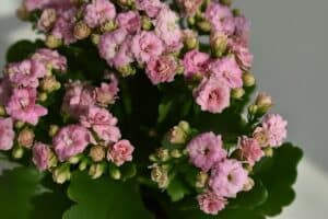 kalanchoe