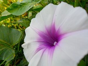 Kangkung (Ipomoea Aquatica)