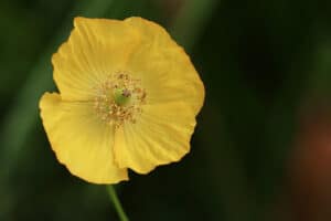 Yellow Poppies