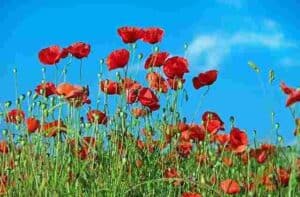 poppy flower symbolism