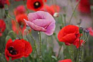 poppy flower meaning