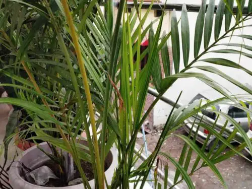 areca palm produces oxygen at night
