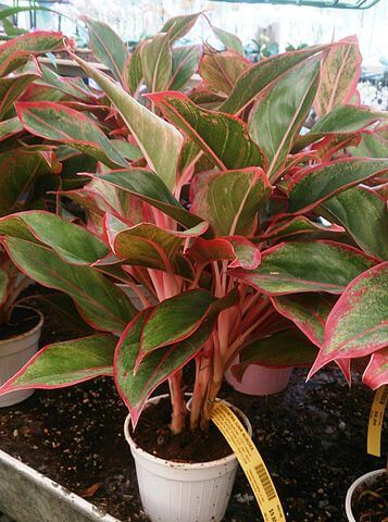 Chinese Evergreen