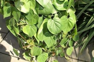 Philodendron Lemon Lime vs Neon Pothos