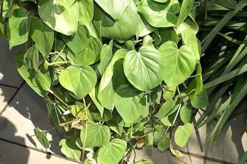 Philodendron Lemon Lime vs Neon Pothos