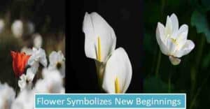 What Flower Symbolizes New Beginnings