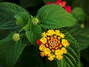 Lantana Flower