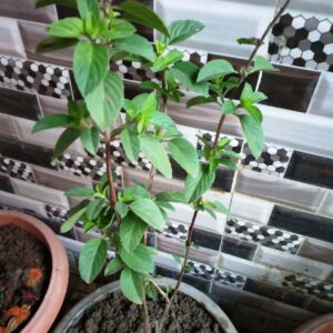 Tulsi produces oxygen 24 hour