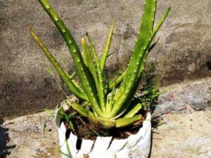 aloe vera (1)