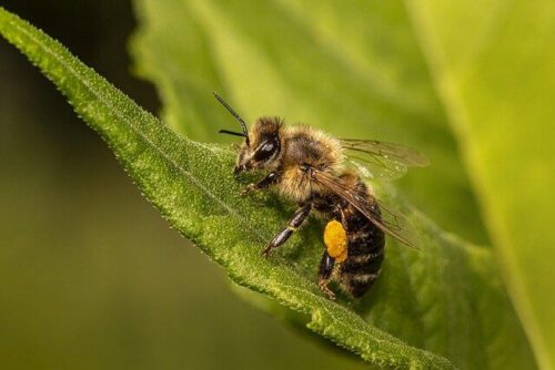 Types of Flies