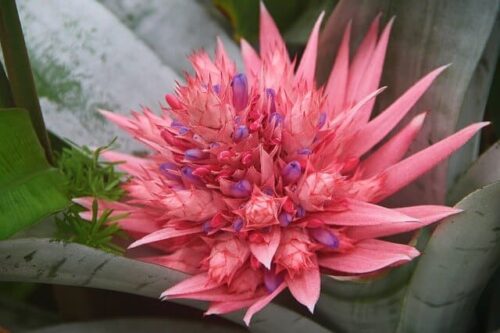 bromeliad