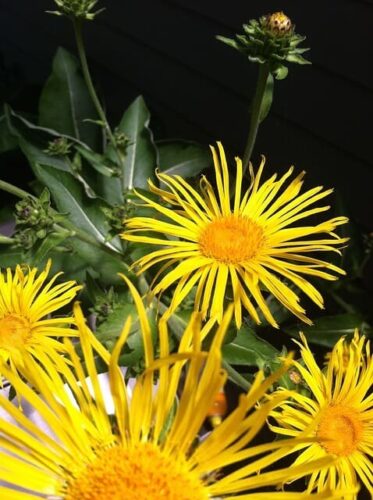 Elecampane