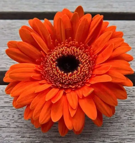 Gerbera (orange)