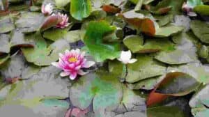 Lotus Plant Care (Nelumbo nucifera)