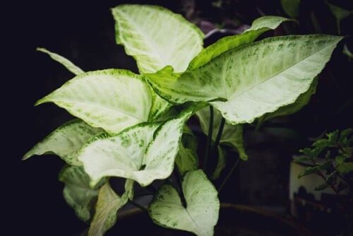 Marble Queen vs Snow Queen Pothos